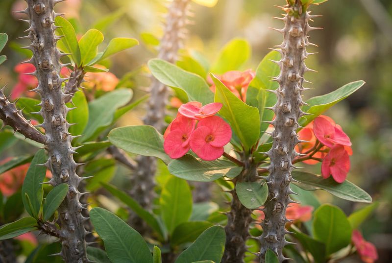 Recognize the blooms and set realistic expectations