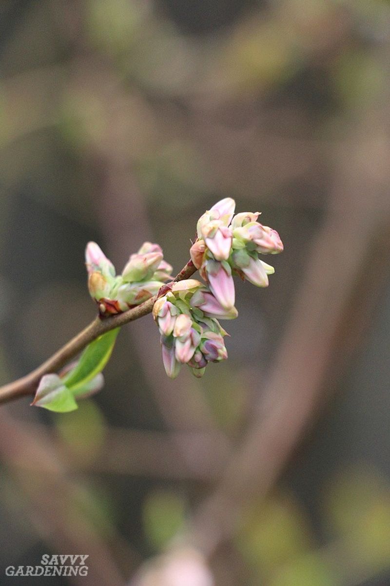 Recognize the buds before you cut