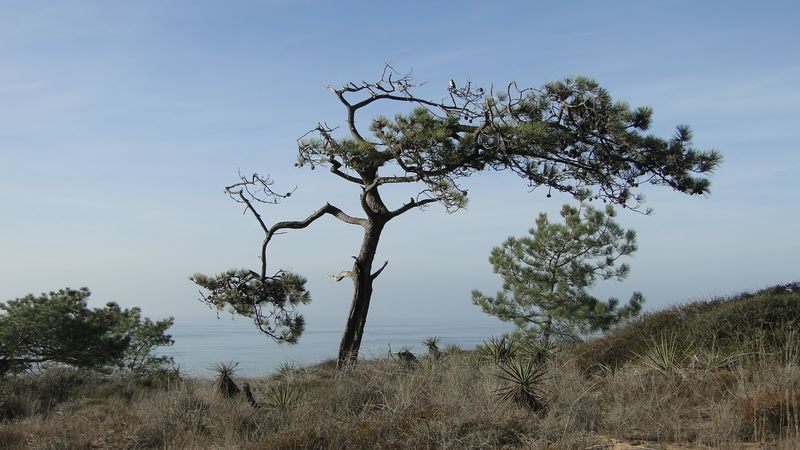 Recon Native Plants, San Diego