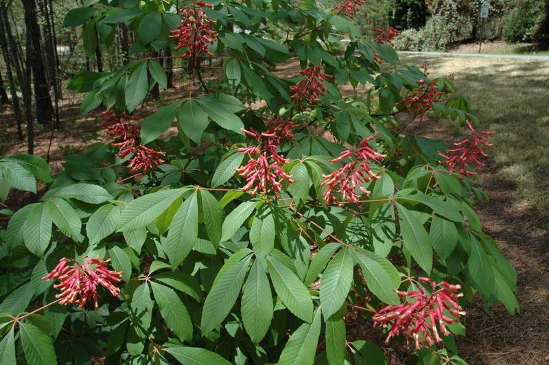 Red Buckeye Red Buckeye