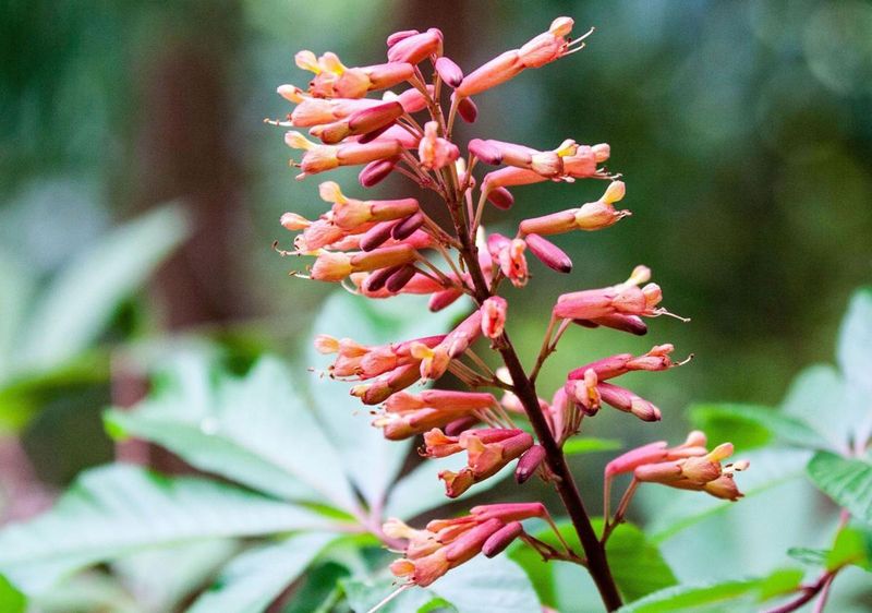 Red Buckeye