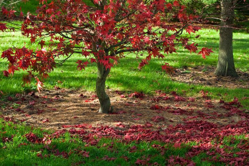 Red Maples (Prune in Summer Instead)