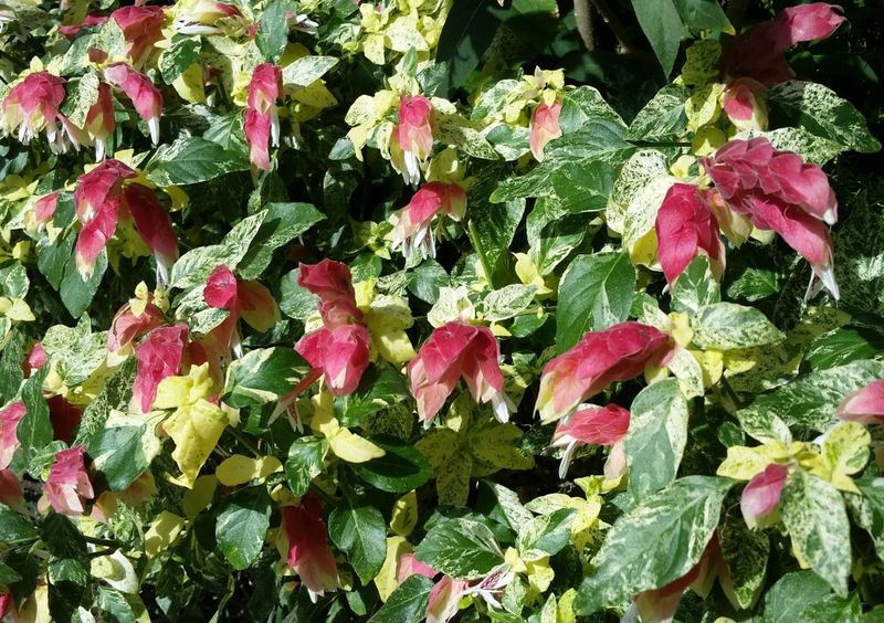 Red Shrimp Plant (Justicia brandegeeana)