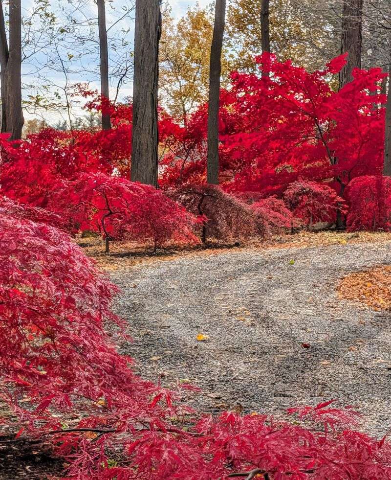 Red autumn color is not a reliable thirst gauge