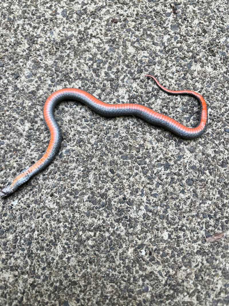 Red-bellied Snake