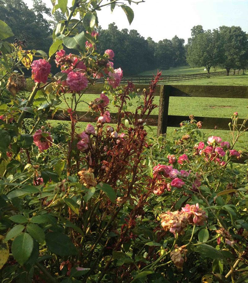 Red growth alone does not diagnose rose rosette Red growth alone does not diagnose rose rosette