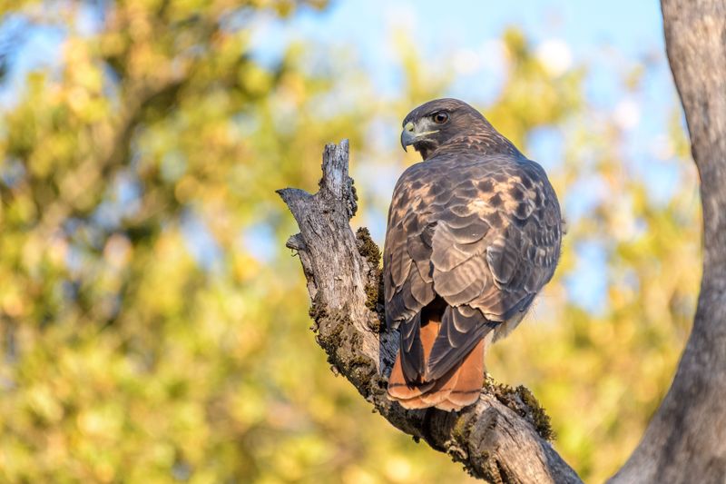 Red-tailed hawks hunt by day—and may take gophers
