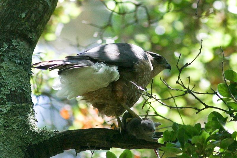 Reduce chemical risks to kestrels and their prey