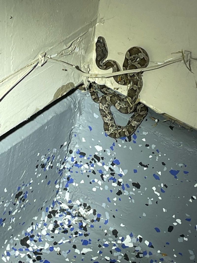 Reduce cover and prey around the home Reduce cover and prey around the home