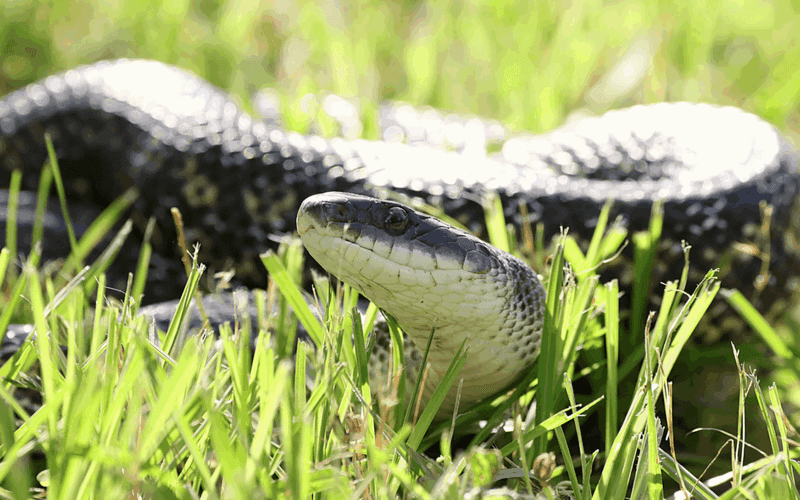 Reduce hiding places without promising a snake-free yard