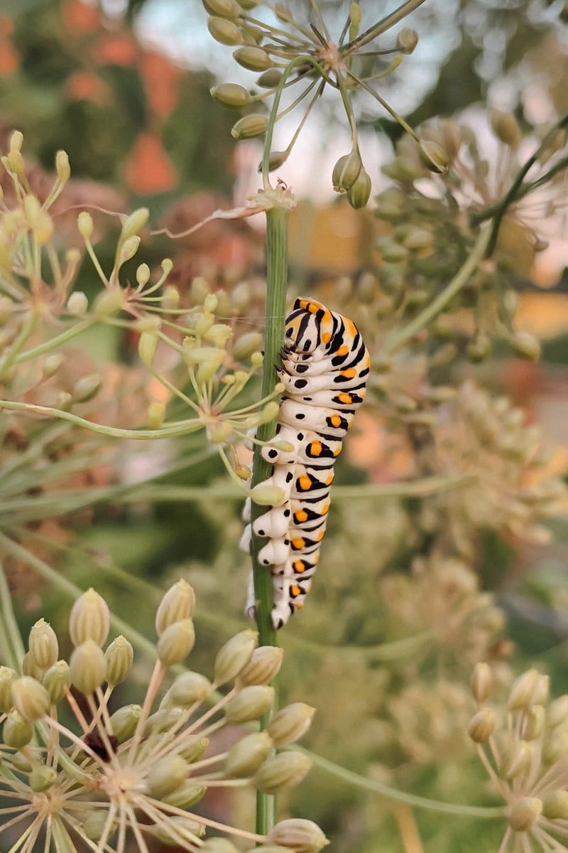 Reduce pest refuges while preserving natural enemies