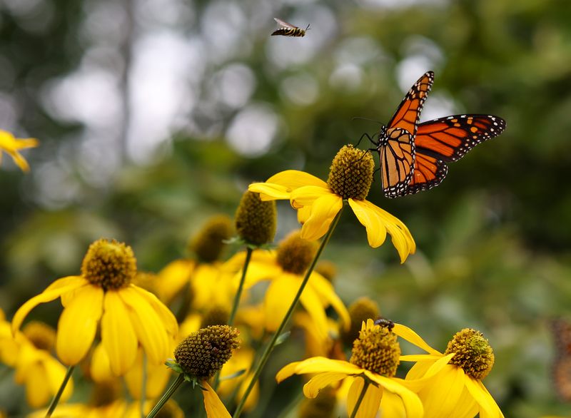 Reduce pesticide risks in the nectar patch