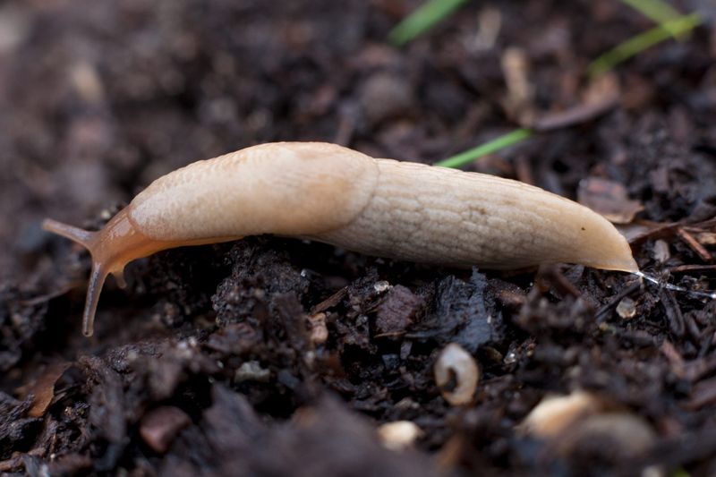 Reduce slug shelter around the bed