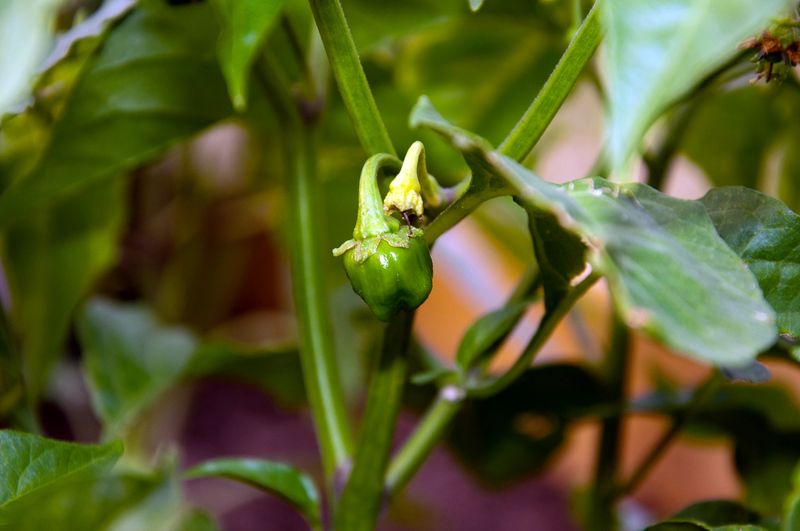 Reducing the fruit load is an uncertain option