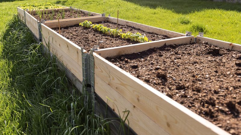 Refill settled beds with growing medium, not compost alone