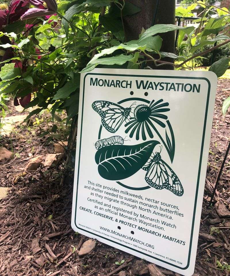 Register Your Yard as a Monarch Waystation