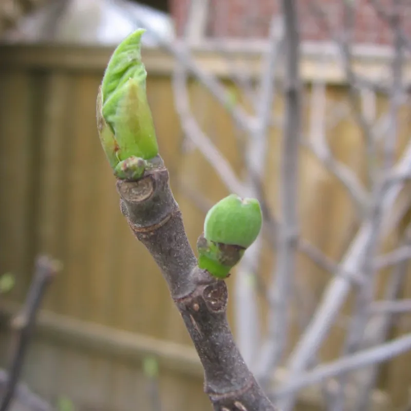 Reintroduce the fig outdoors gradually in spring Reintroduce the fig outdoors gradually in spring