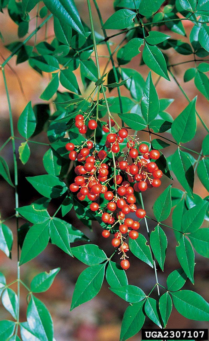 Remove Nandina Roots and Dispose of Berries Carefully