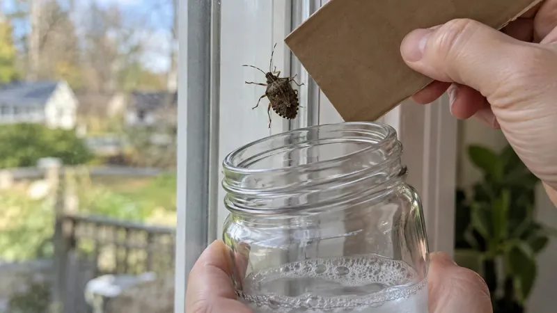 Remove bugs the trap misses Remove bugs the trap misses