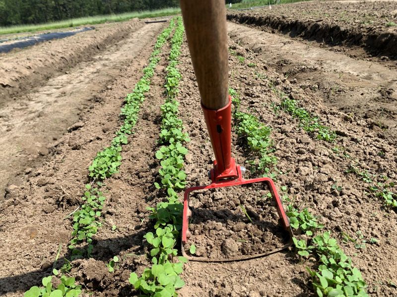 Remove established weeds before mulching