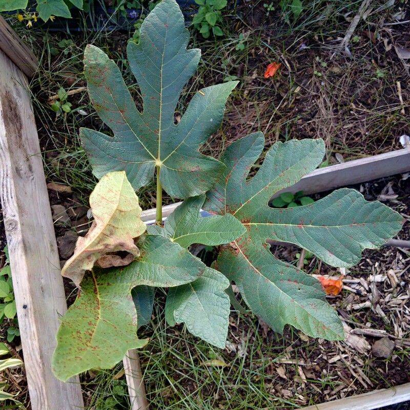 Remove fallen leaves now and reassess next season