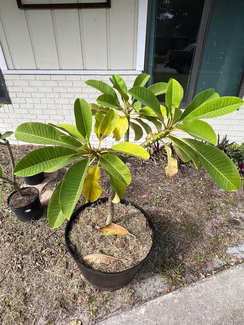 Remove fallen leaves when rust has been a problem