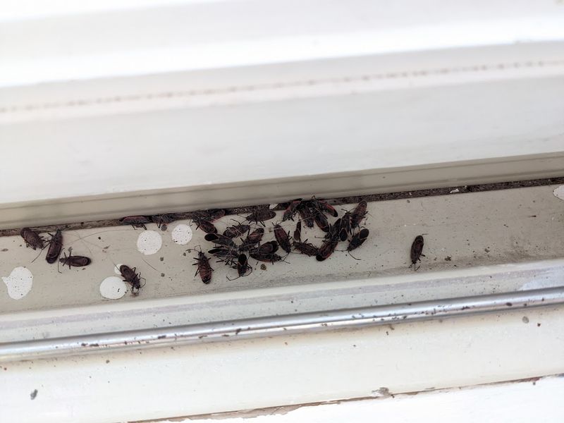 Remove indoor bugs without crushing them