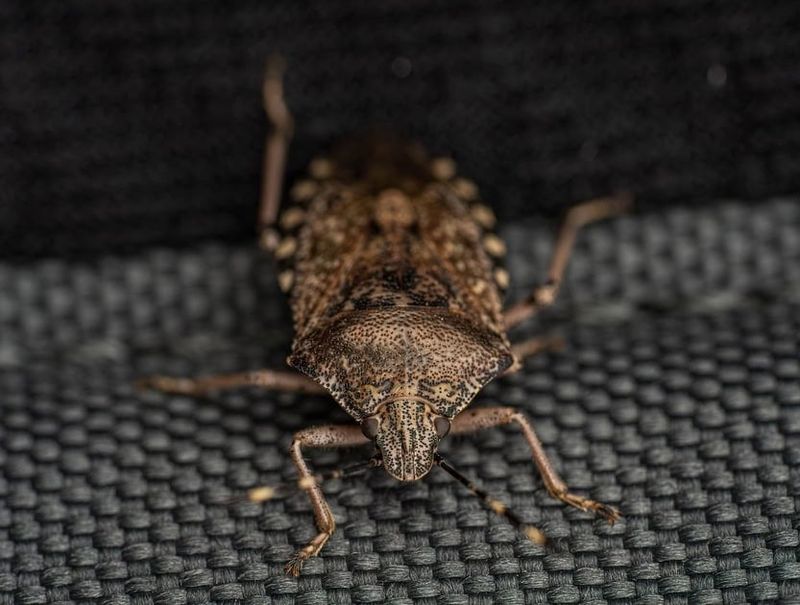 Remove indoor bugs without crushing them
