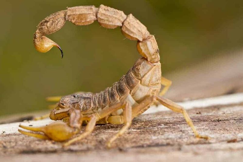 Remove scorpions carefully and take stings seriously