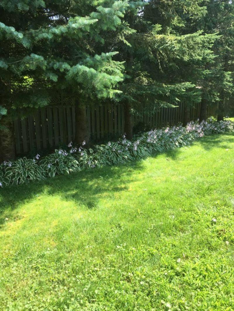Remove soggy litter and diseased foliage Remove soggy litter and diseased foliage