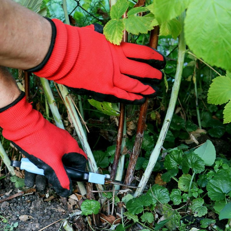 Remove spent canes from summer-bearing raspberries
