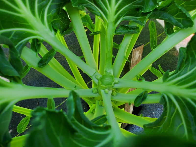 Remove the growing point and leave the sprouts in place