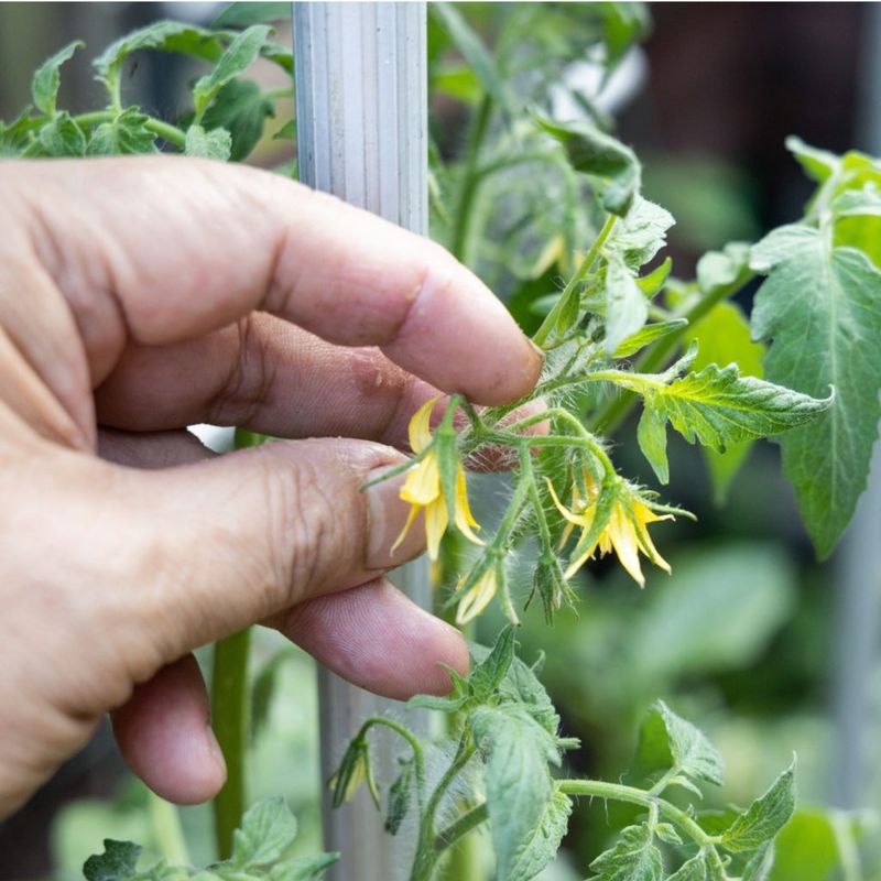 Removing late flowers is a separate decision Removing late flowers is a separate decision