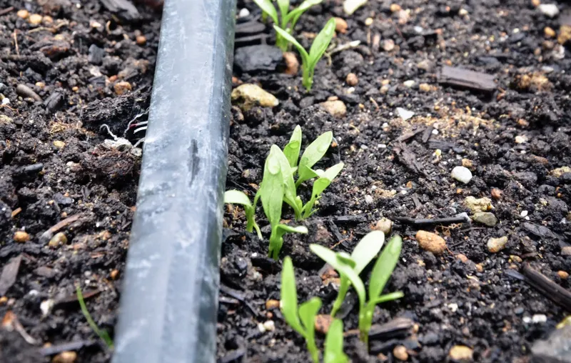 Repeat small sowings to extend the harvest