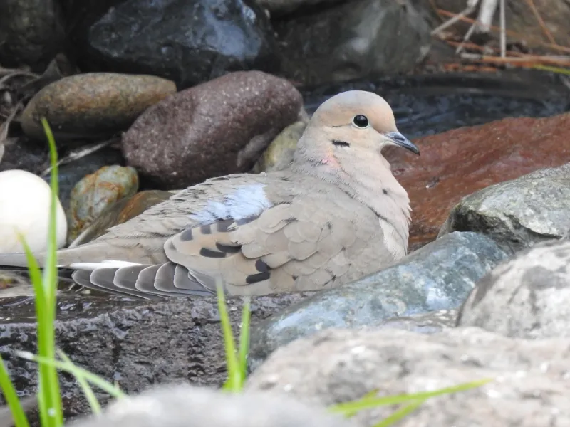 Repeat visits do not identify a bird or confirm nesting