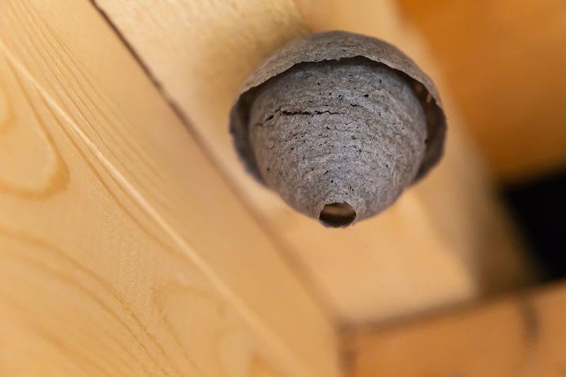 Repeated flights to one spot can signal a nest
