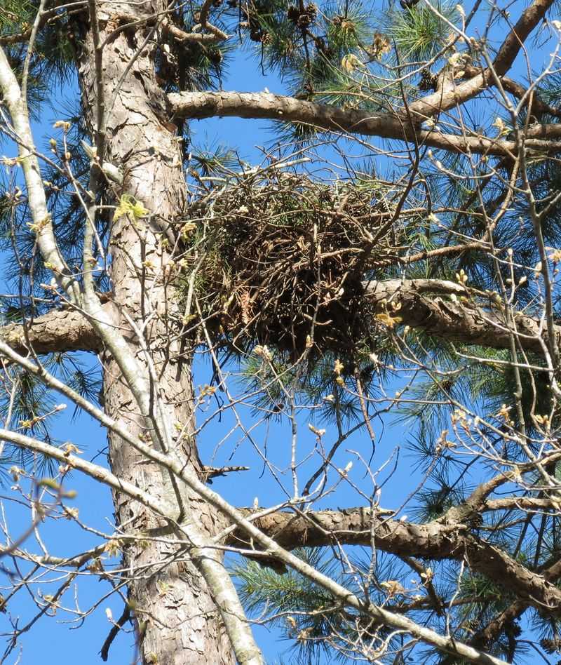 Repeated visits do not prove the hawk lives or nests in your yard