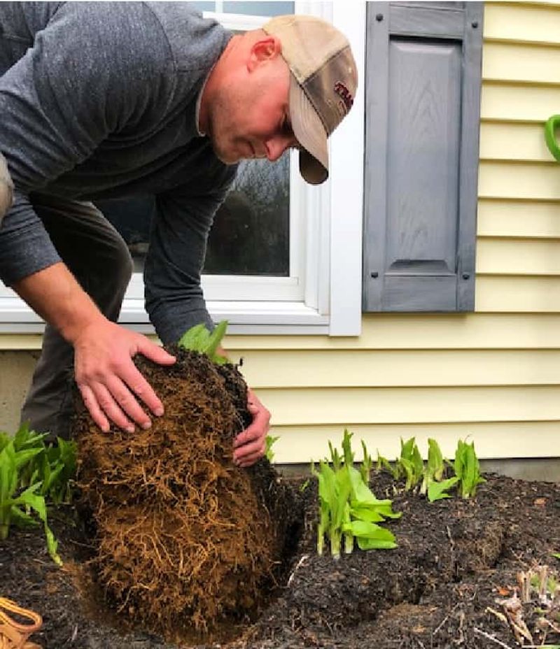 Replant at the previous soil level and water well