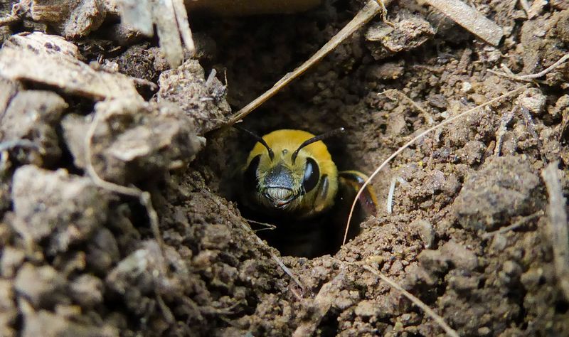 Reserve a separate patch for ground-nesting bees
