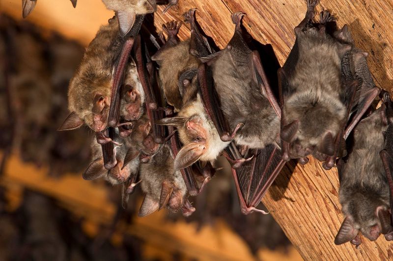 Respond carefully to bats in a building