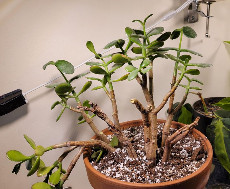 Restore steady care and give the plant time Restore steady care and give the plant time