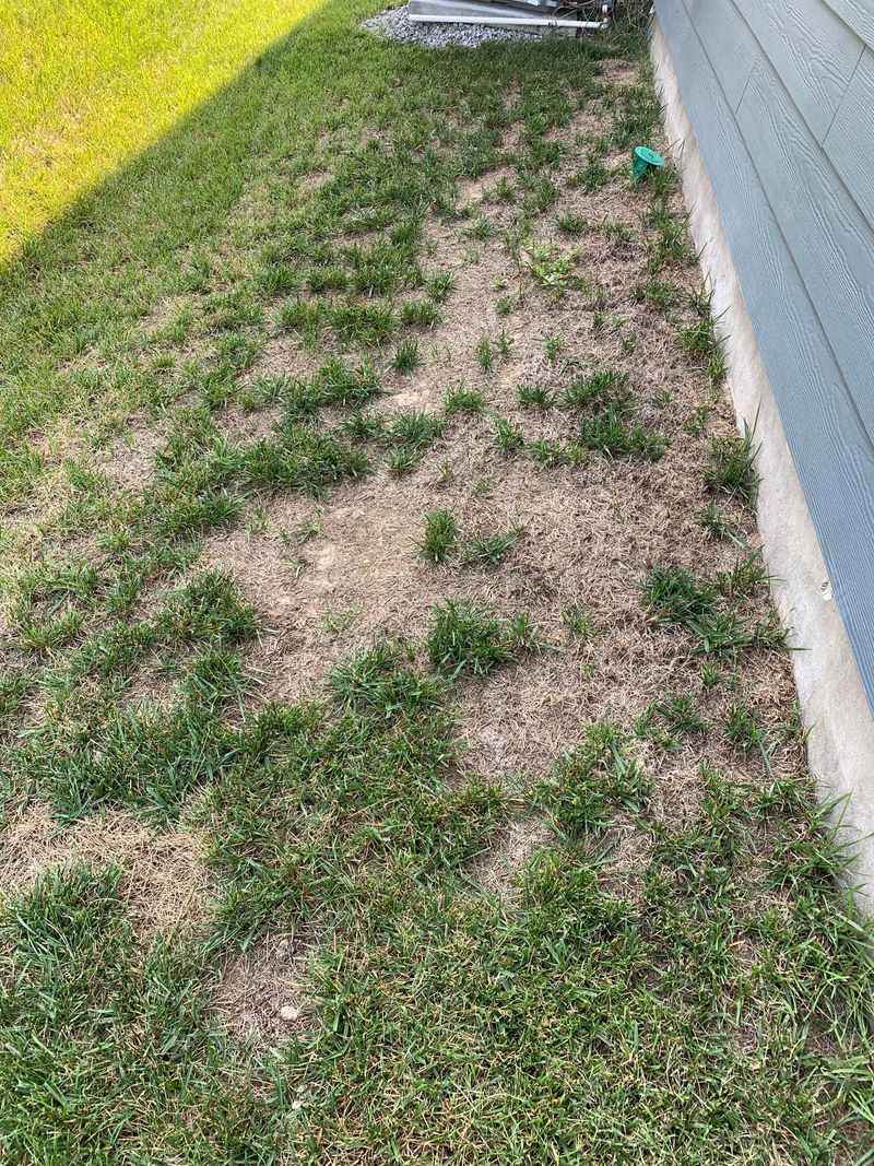 Restore the damaged turf