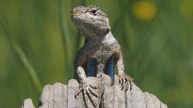 Retain skink cover only where it is safe