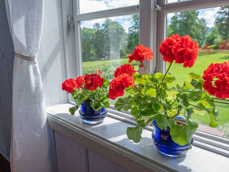 Return It Outdoors Gradually After Frost Risk Passes Return It Outdoors Gradually After Frost Risk Passes