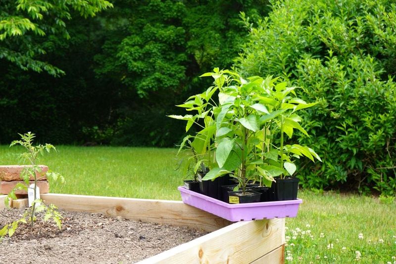 Return the pepper outdoors gradually when spring conditions suit it Return the pepper outdoors gradually when spring conditions suit it