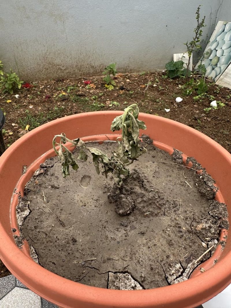Rewet a dry pot slowly and let it drain Rewet a dry pot slowly and let it drain