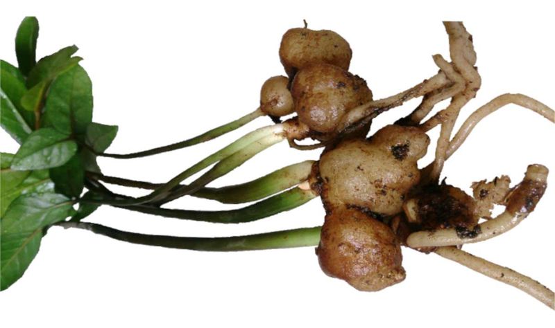 Rhizomes, not cut stalks, produce new shoots