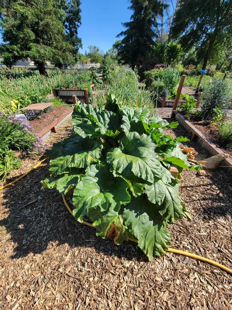 Rhubarb can be difficult to grow in parts of the South