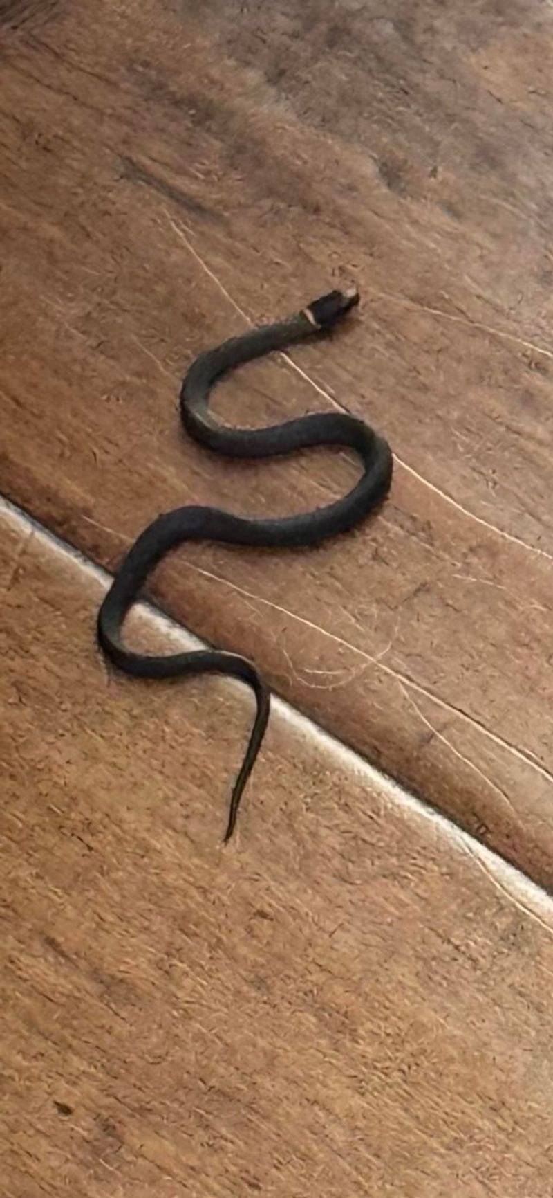 Ring-necked Snake