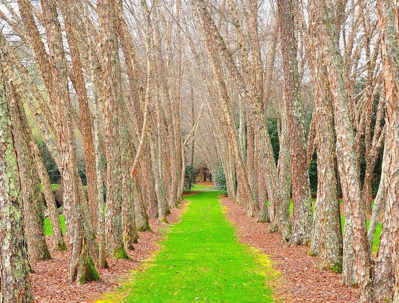 River Birches (Prune in Mid-Summer)